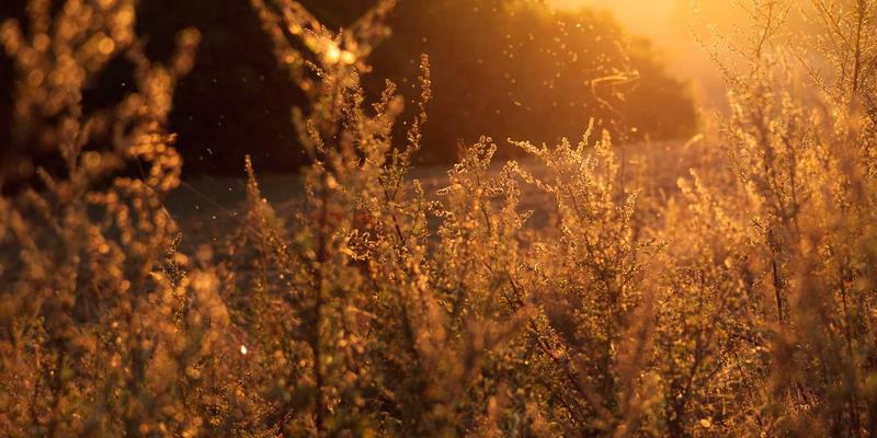 温州米兰建材深度解析：意大利进口岩板与国产岩板，性能对比与选购避坑指南